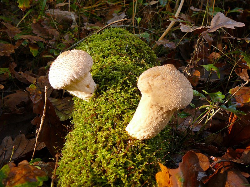 Calvatia excipuliformis